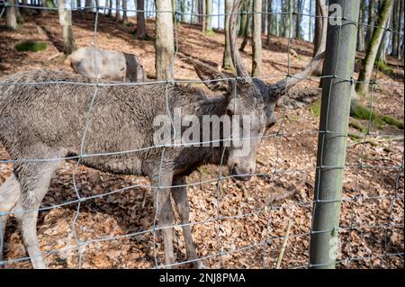 Hirsche hinter dem Zaun in einem öffentlichen Tierpark, der in die Kamera schaut, Tierschutz Stockfoto