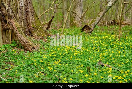 Teppich aus weißen, frischen Schneeglöckchen im Frühlingswald. Zarte Frühlingsblumen Schneetropfen sind Vorboten der Erwärmung und symbolisieren die Ankunft des Frühlings. Malerische Aussicht o Stockfoto
