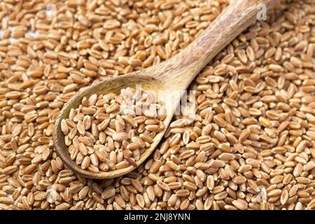 Ein Übersichtsfoto eines kleinen Holzlöffels in einem Haufen kleiner Weizenbeeren. Stockfoto