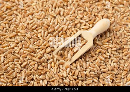 Ein Übersichtsfoto eines kleinen Holzschaufels in einem Haufen kleiner Weizenbeeren. Stockfoto