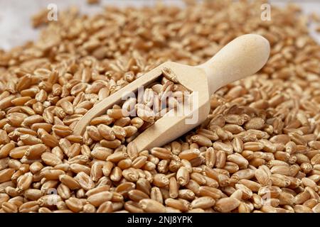 Ein Übersichtsfoto eines kleinen Holzschaufels in einem Haufen kleiner Weizenbeeren. Stockfoto