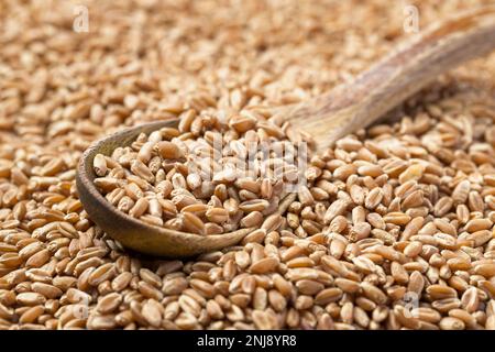 Ein Übersichtsfoto eines kleinen Holzlöffels in einem Haufen kleiner Weizenbeeren. Stockfoto