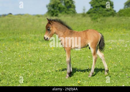 Shetland Pony Fohlen auf dem Feld Stockfoto