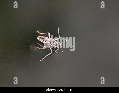 Wasserableiter, Wasserskeeter, Wasserroller, Wasserwanzen Stockfoto