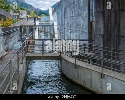 Fischleitern, Bonneville Dam, Columbia River Gorge National Scenic Area, Washington. Stockfoto