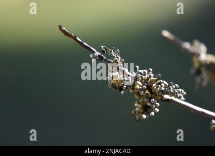 Rhus aromatica eine Laubholzpflanze, die als duftender Sumac bekannt ist. Stockfoto