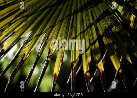 Trachycarpus fortunei-Blätter mit langen Petiolen und kleinen Wirbelsäulen. Stockfoto