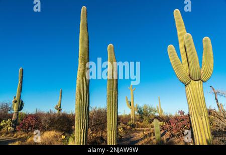 Niedrigwinkelaufnahme mehrerer hoher Saguaro-Kakteen vor einem tiefblauen Himmel über rotbraunen Wüstengestrüpp im Morgenlicht im Saguaro-Nationalpark, Arizona. Stockfoto