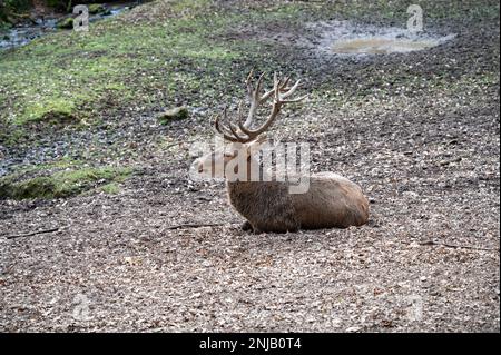 Wunderschöne Hirsche sitzen mit offenem Mund auf dem Boden des Waldes, Seitenblick Stockfoto