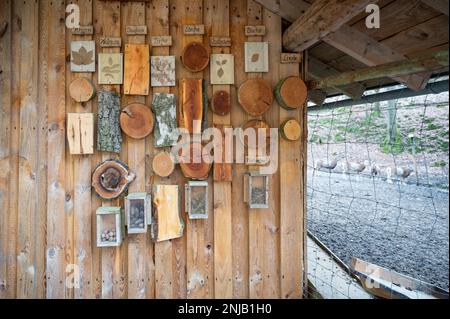 Geschnittene Baumstämme verschiedener deutscher Waldbaumarten hängen an einer Holzwand als Dekoration für Kinder, von der sie lernen können Stockfoto