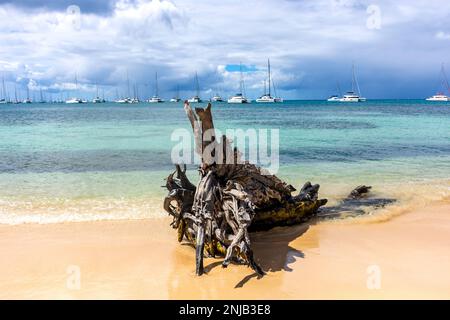 Große Treibholzwurzel am Wasserrand, Plage Municipale de Sainte-Anne, Sainte-Anne, Le Marin, Martinique, kleine Antillen, Karibik Stockfoto