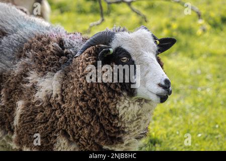 Jakob-Schaf Stockfoto