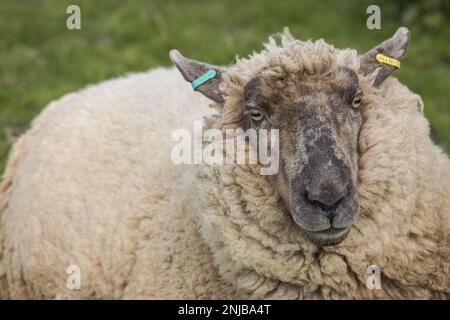 Suffolk-Romney-Cross-Schaf auf dem Bauernhof Stockfoto