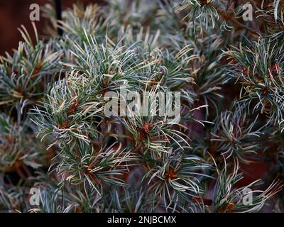 Vergrößerung der bunten Blätter und Garten der niedrig wachsenden Nadelbäume Pinus parviflora Tanima no yuki Snow in the Valley Japanese White Pine. Stockfoto