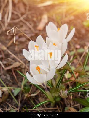 Weiße Krokusse wachsen auf dem Boden im frühen Frühling. Erste Frühling Blumen blühen im Garten. Frühlingswiese voller weiße Krokusse, Bündel Krokusse Stockfoto