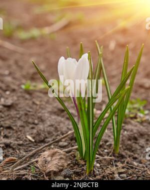 Weiße Krokusse wachsen auf dem Boden im frühen Frühling. Erste Frühling Blumen blühen im Garten. Frühlingswiese voller weiße Krokusse, Bündel Krokusse Stockfoto
