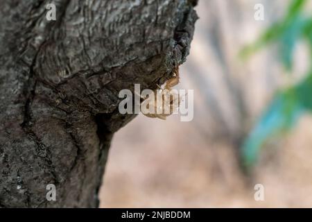 Cicada Nymphe Muschel auf einem Baumstamm Stockfoto