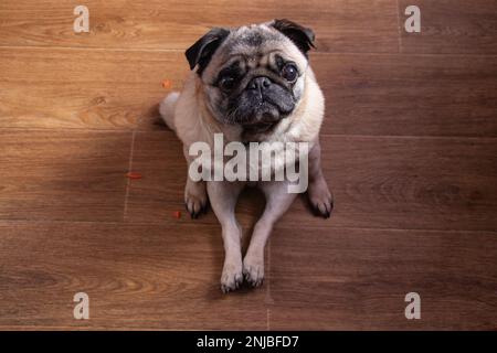 Während des Frühstücks saß der Pug auf dem Holzfußboden in der Küche Stockfoto