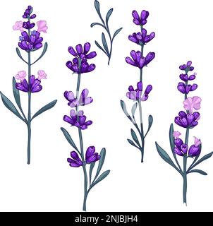 Lavendelblumen. Blumige Kräuter der Provence mit Blüten. Handgezeichnete Vektorabbildungen isoliert auf weißem Hintergrund Stock Vektor