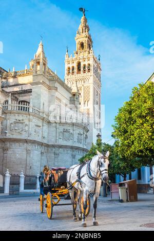 Traditionelles Pferd und Kutsche vor dem Giralda-Turm. Sevilla, andalusien Stockfoto