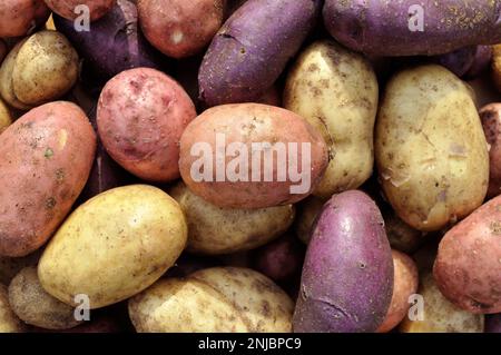 Der Stapel frisch geernteter, ungewaschener Kartoffelknollen verschiedener Sorten Stockfoto