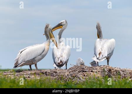 Gruppe dalmatinischer Pelikane oder Pelecanus crispus in der Zuchtkolonie in Russland Stockfoto