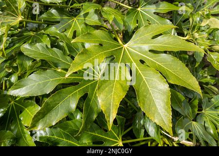 Fatsia Japonica, ein grünes, halbimmergrüner Strauß, allgemein bekannt als Rizinusöl-Pflanze, Stockfoto Stockfoto