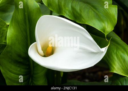 Zantedeschia aethiopica, eine Frühlingsblütenpflanze im Sommer mit einer weißen Sommerblume, allgemein bekannt als Aroma-Lilie, Stockfoto Stockfoto