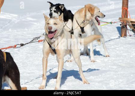 Husky-Hunde, die einen Schlitten führen. Lappland Stockfoto