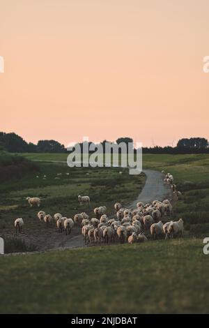 Herde von Schafen auf Deichen. Hochwertiges Foto Stockfoto