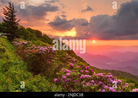 Die Great Craggy Mountains entlang des Blue Ridge Parkway in North Carolina, USA, mit Catawba Rhododendron während eines Sonnenuntergangs im Frühling. Stockfoto