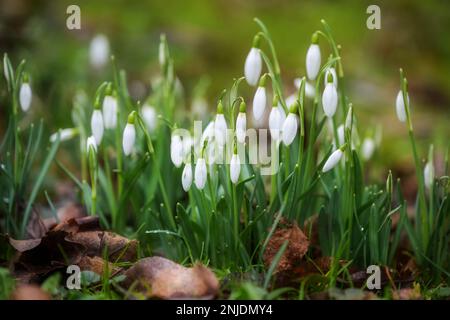 Weiße Schneeglöckchen (Galantus), die auf der Wiese zwischen trockenen Winterblättern im Frühjahr wachsen, Kopierraum, ausgewählter Fokus, schmale Schärfentiefe Stockfoto