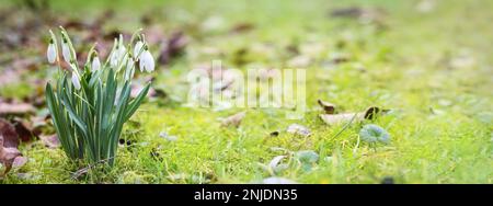 Blühende Schneeglöckchen (Galantus), die im grünen Rasen zwischen Moos und trockenen Blättern wachsen, Frühling naht, Panoramaformat, Kopierraum, ausgewählter Fokus, Stockfoto