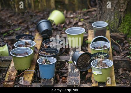 Verlassene Blumentöpfe aus Plastik gefüllt mit Pflanzerde auf einer verwitterten Holzpalette in einer dunklen, ungenutzten Gartenecke, Durcheinander im Hinterhof, ausgewählt Stockfoto