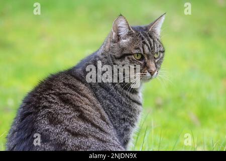 Porträt einer erwachsenen grauen Tabby-Katze, die auf dem grünen Rasen sitzt, Tier- und Haustier-Thema, Kopierbereich, ausgewählter Fokus, schmale Schärfentiefe Stockfoto