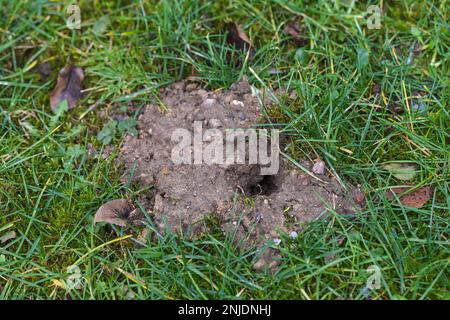 Kleiner Erdhaufen mit einem Loch im Rasen, Durchgang von Wühlmaus oder Maulwurf, wilde Tiere als Gäste im Garten sind manchmal nervig, aber natürlich, Kopie sp Stockfoto