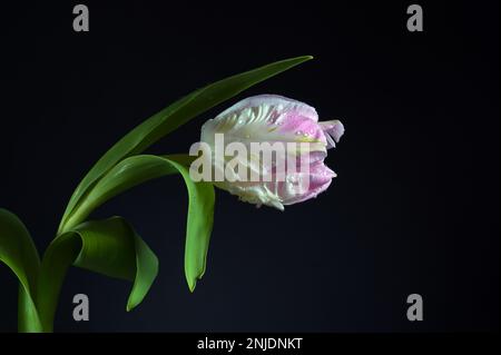 Blütenkopf einer Papageientulpe in Weiß und Pink mit Wassertropfen auf schwarzem Hintergrund, Kopierbereich, ausgewählter Fokus, schmale Schärfentiefe Stockfoto