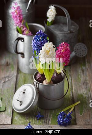 Wunderschönes Frühlingsblumen-Arrangement mit weißen, blauen und rosafarbenen hyazinthine-Blumen im alten alten Oldtimer-Topf. Dekorationskonzept. Selektiver Fokus. Stockfoto
