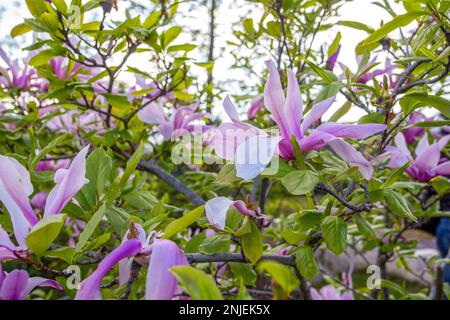 Magnolienblütenblätter auf grünen Blättern am ersten Maitag im nationalen Botanischen Garten von Kiew Stockfoto