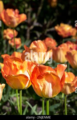 Wunderschöner heller Tulipa-Orangen-Kaiser an einem sonnigen Frühlingstag, aus nächster Nähe Stockfoto