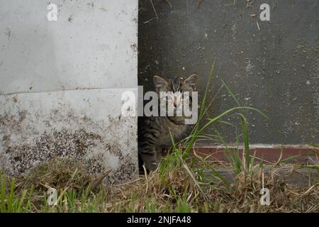 Süßes Kätzchen versteckt sich hinter einem Blech auf einem Bauernhof. Stockfoto