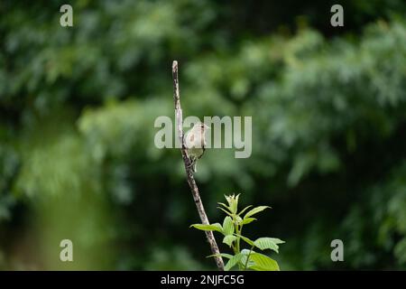 Ein kleiner Goldfinkenvogel, der auf einem Ast thront. Unscharfer grüner Hintergrund. Stockfoto