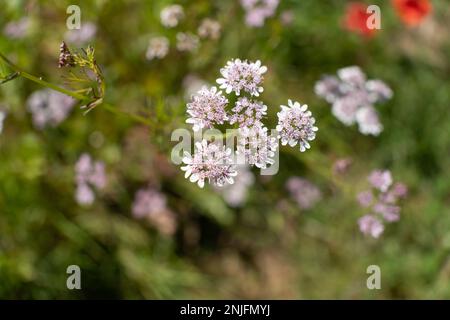 Nahaufnahme der rosa-weißen Blüten eines Korianderkrauts. Coriandrum sativum. Stockfoto