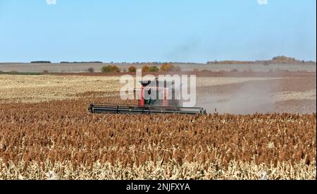 Case-IH-Mähdrescher, Landwirt, der milo „Grain Sorghum“ Erntegut erntet, „Sorghum vulgare“, Kansas. Stockfoto