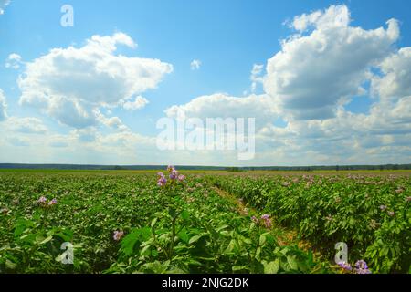Blühendes Kartoffelfeld, Sommerlandschaft Stockfoto