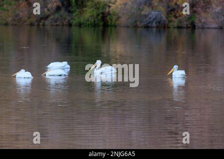 Pelikane im Gila-Fluss am Gillespie-Staudamm Stockfoto