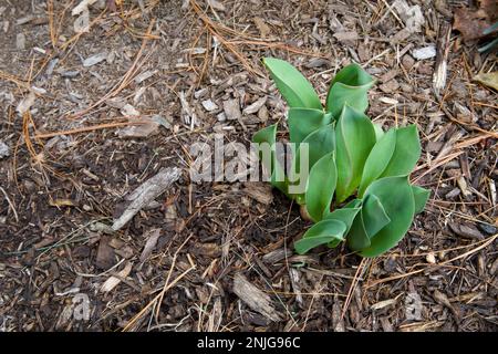 Tulpenblätter tauchen im Winter durch den Mulch in einem kleinen New England Garten auf. Es ist ein frühes Zeichen des Frühlings. Stockfoto