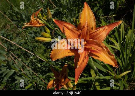 Blick von oben auf eine orange Taglilienblume. Es gilt in einigen Teilen der Welt als Delikatesse, und die Knollen können auch gegessen werden. Stockfoto