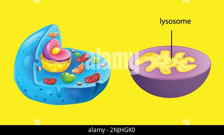 Strukturdarstellung der tierischen Zellanatomie Stock Vektor
