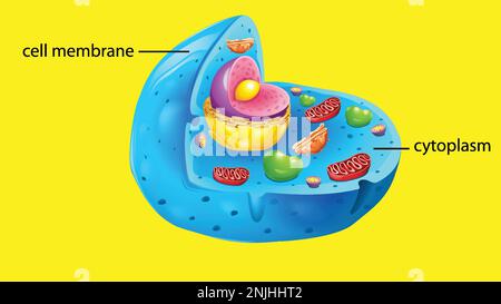 Strukturdarstellung der tierischen Zellanatomie Stock Vektor